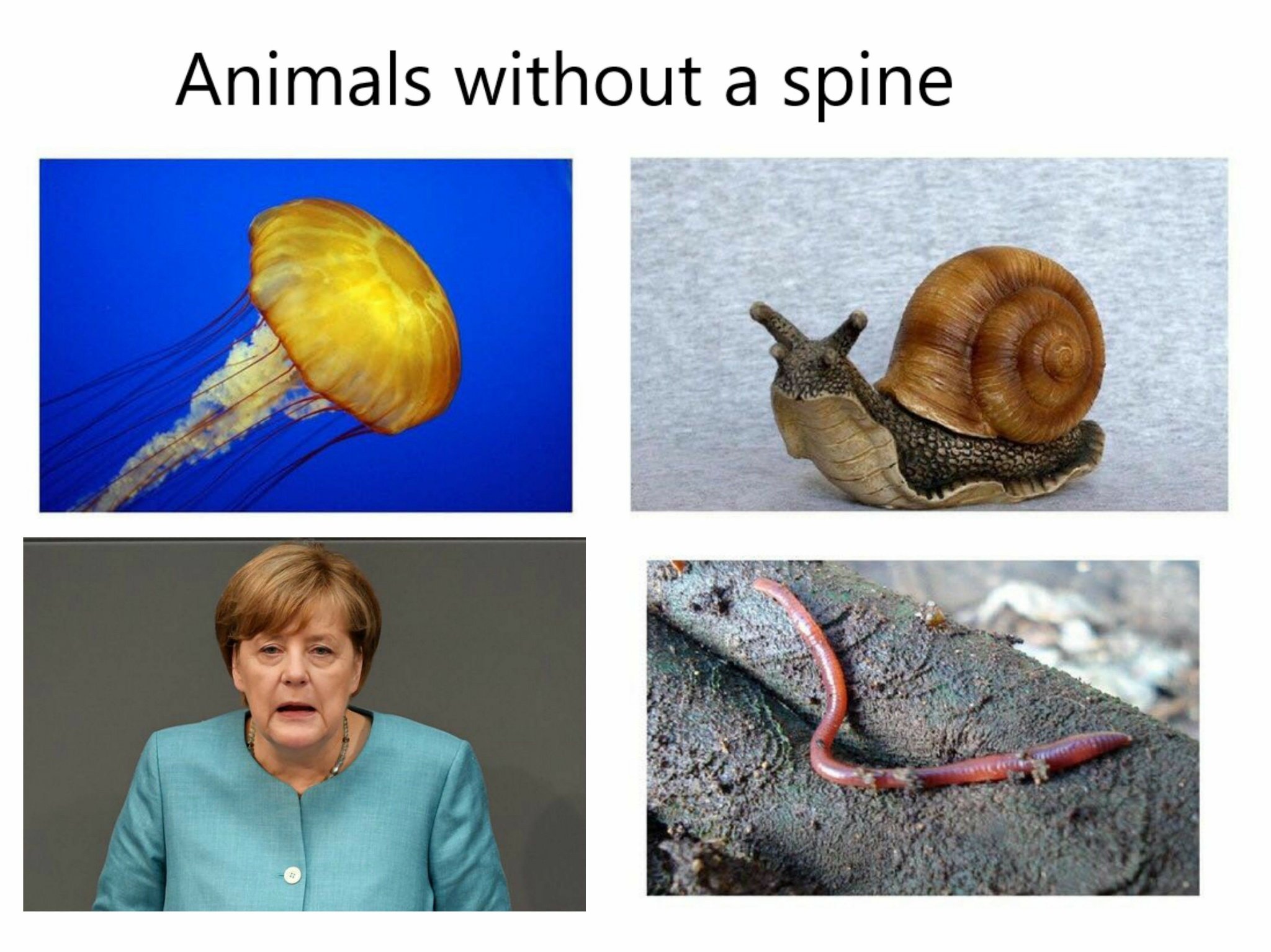 Screw Merkel - meme