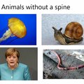 Screw Merkel