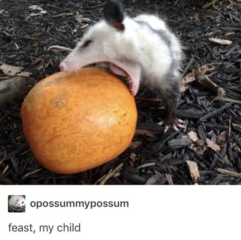 Opossum: feast, my child - meme