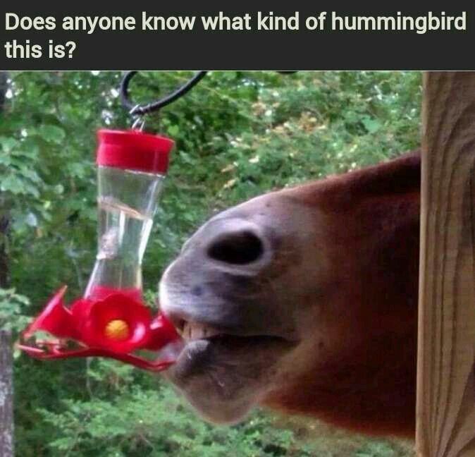That hummingbird is autistic - meme