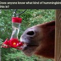 That hummingbird is autistic