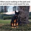 side quest kitty ftw