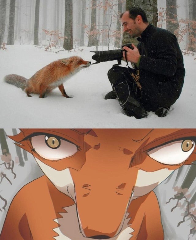 Fox pic - meme