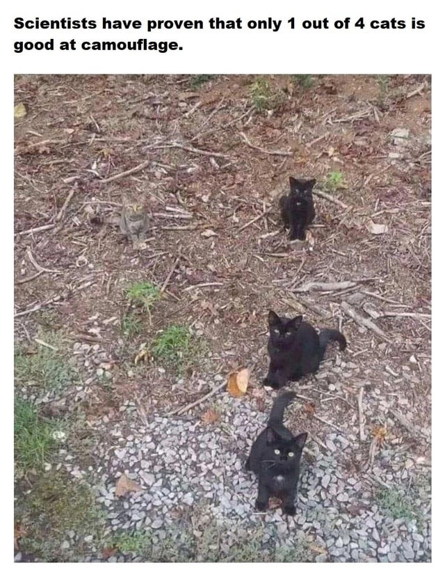1 out of 4 cats is good at camouflage. - meme