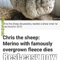 He was more than just a sheep