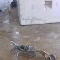 Der crab