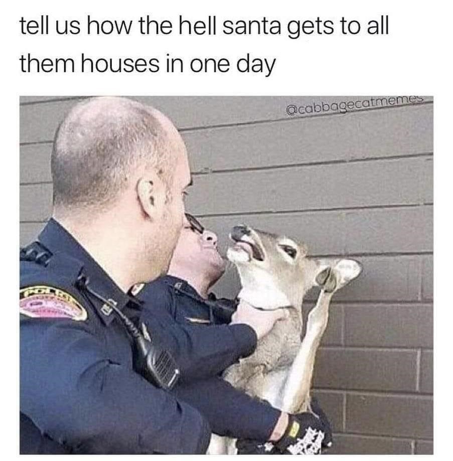Stupid Deer - meme