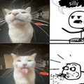 Silly cat