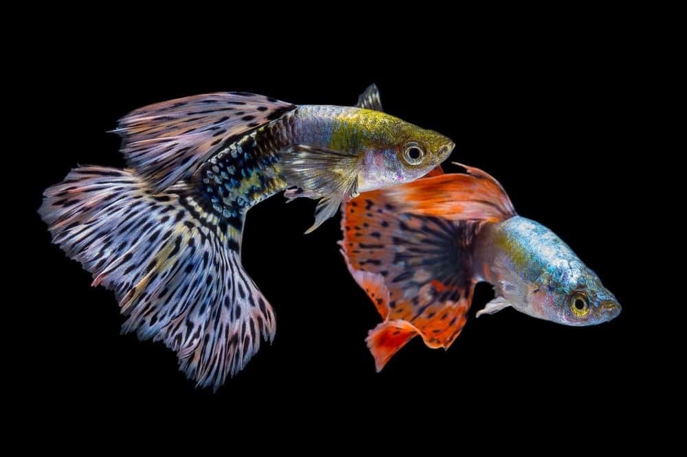 Two male guppies (there are hundreds of breeds currently, only the males get this colourful tho the females are bigger) - meme