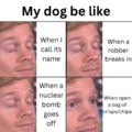 Are your dogs like this?