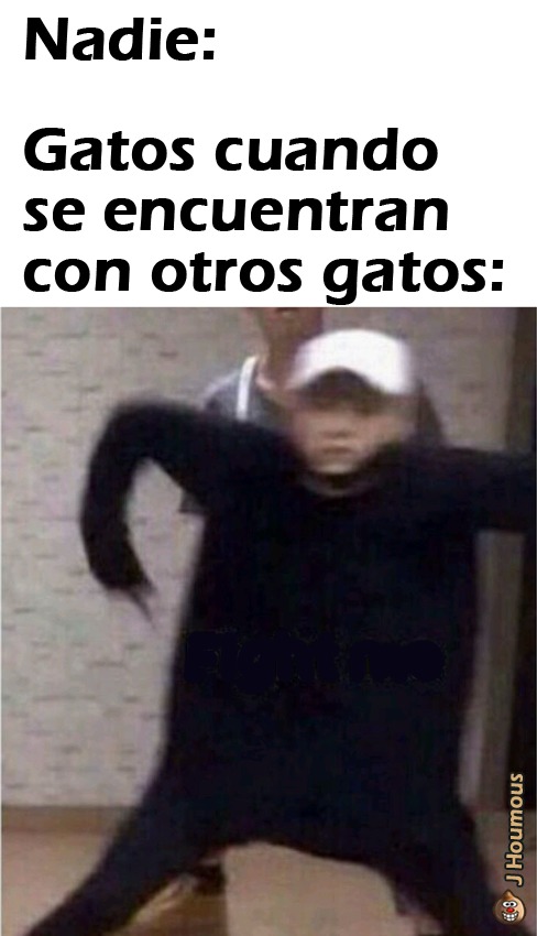 Gatos - meme