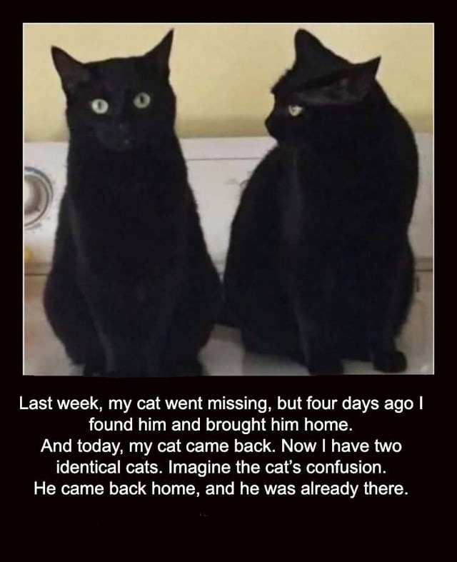 Cat got lost… now I have two identical cats and one’s definitely glitching - meme