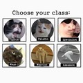 Choose your cats