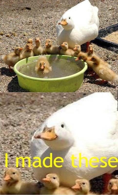 duck - meme