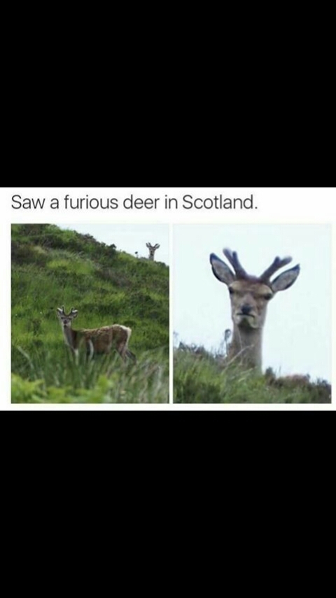 Furious deer - meme