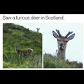 Furious deer