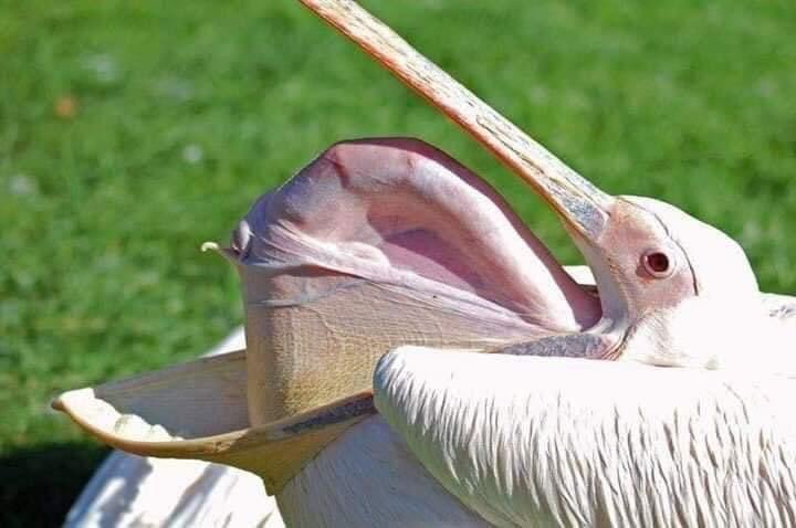 This pelican is yawning - meme