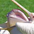 This pelican is yawning