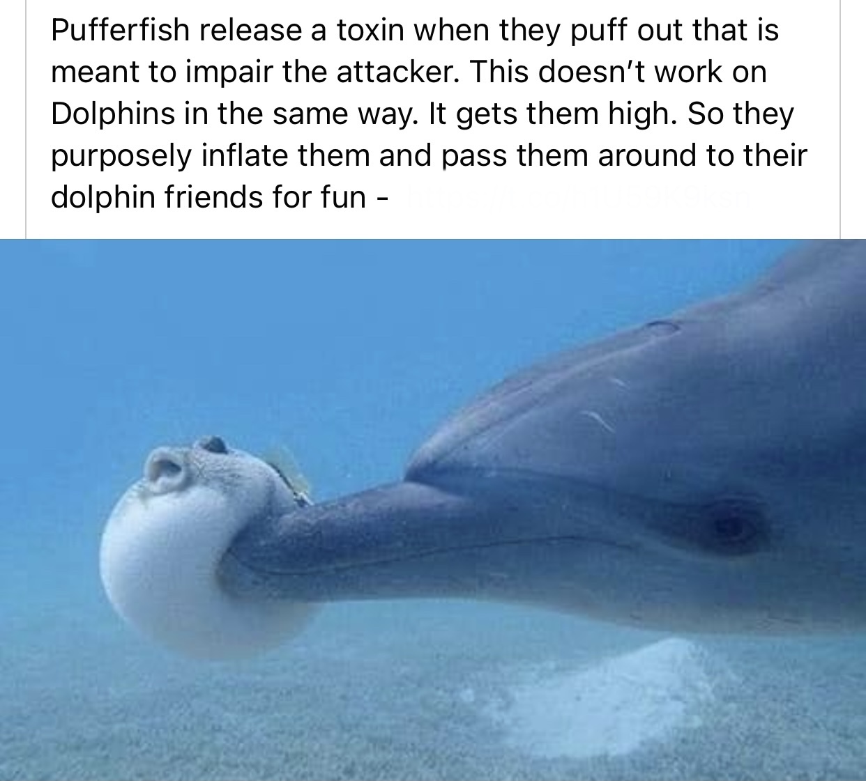 This is true.... that puffer fish’s face tho lmfao - meme