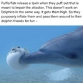 This is true.... that puffer fish’s face tho lmfao