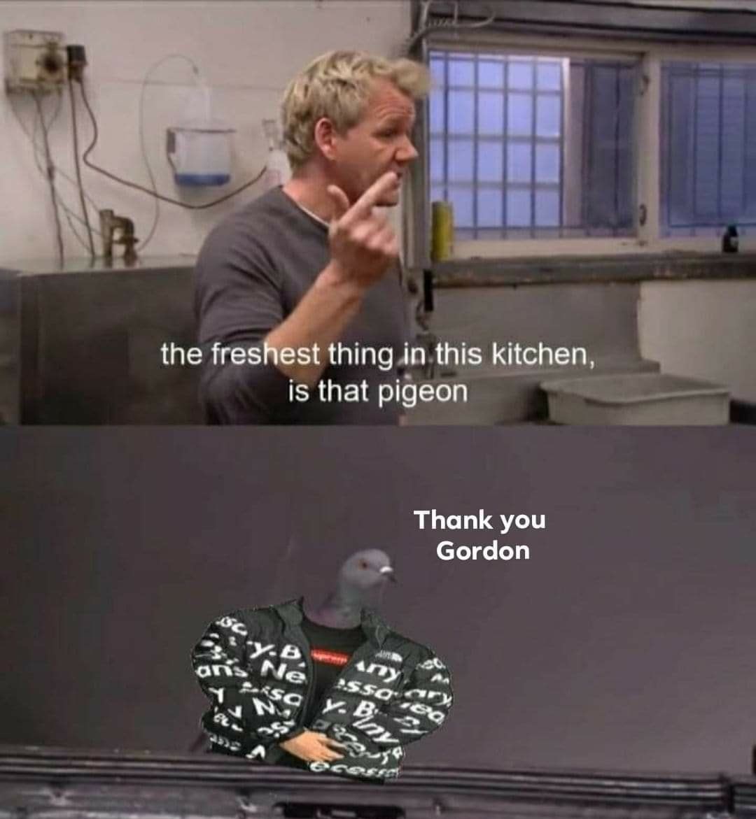 Fresh pigeon - meme