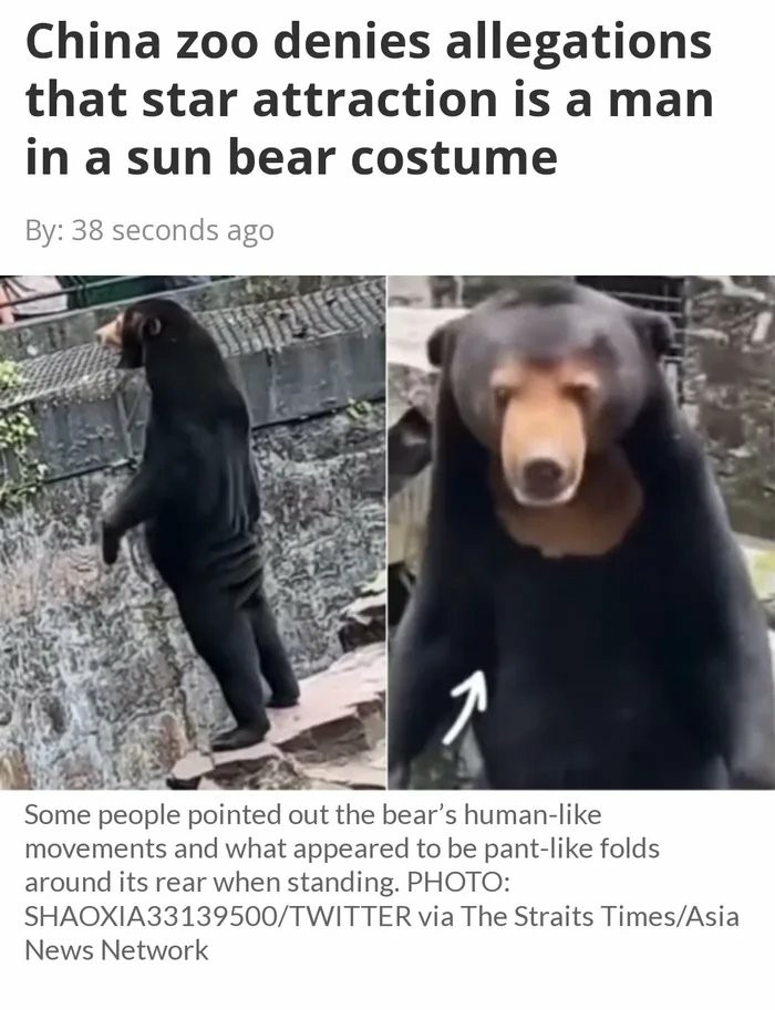Sun Bear got no ass - meme