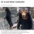 Sun Bear got no ass