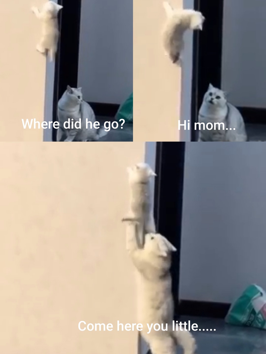 The confusion in her face.... - meme