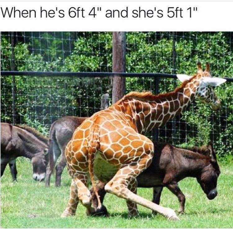 That "giraffe" - meme
