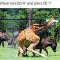 That "giraffe"