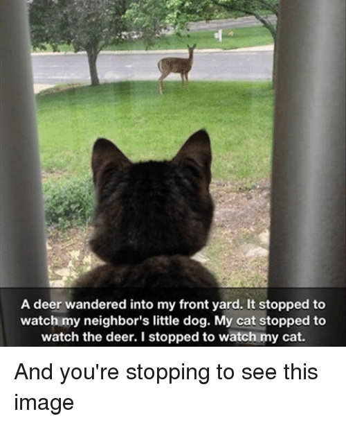 Deer, Cat, Human - meme