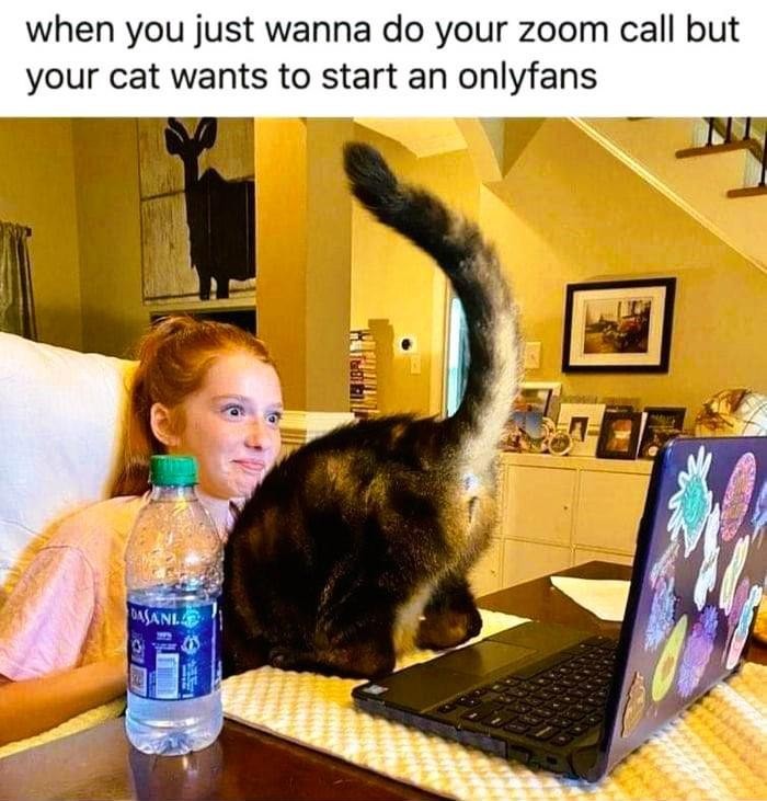 Cat butt - meme