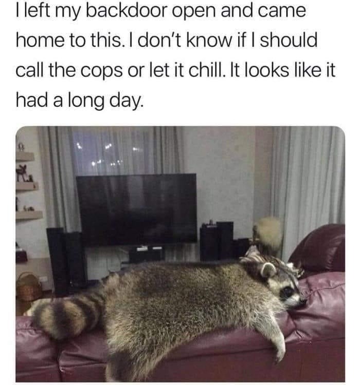 Left the door open and now I have a couch potato roommate - meme