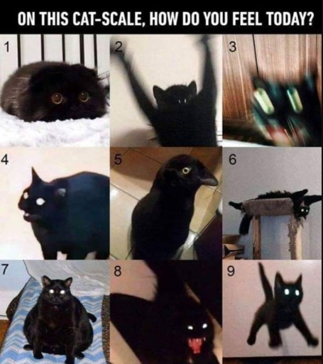 cat scale(i think its been made before tho) - meme