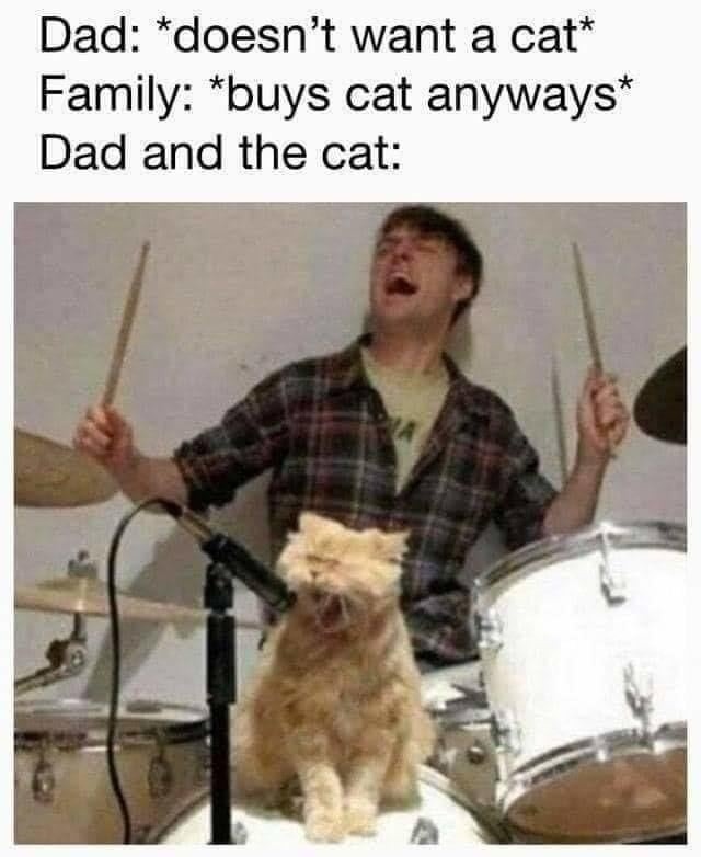 Dad said no cats and then became besties with the cat - meme