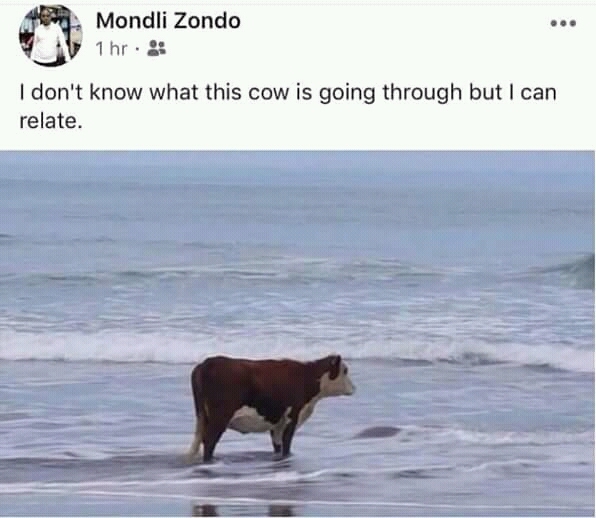I don't know what this cow is going through but I can relate - meme