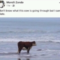 I don't know what this cow is going through but I can relate