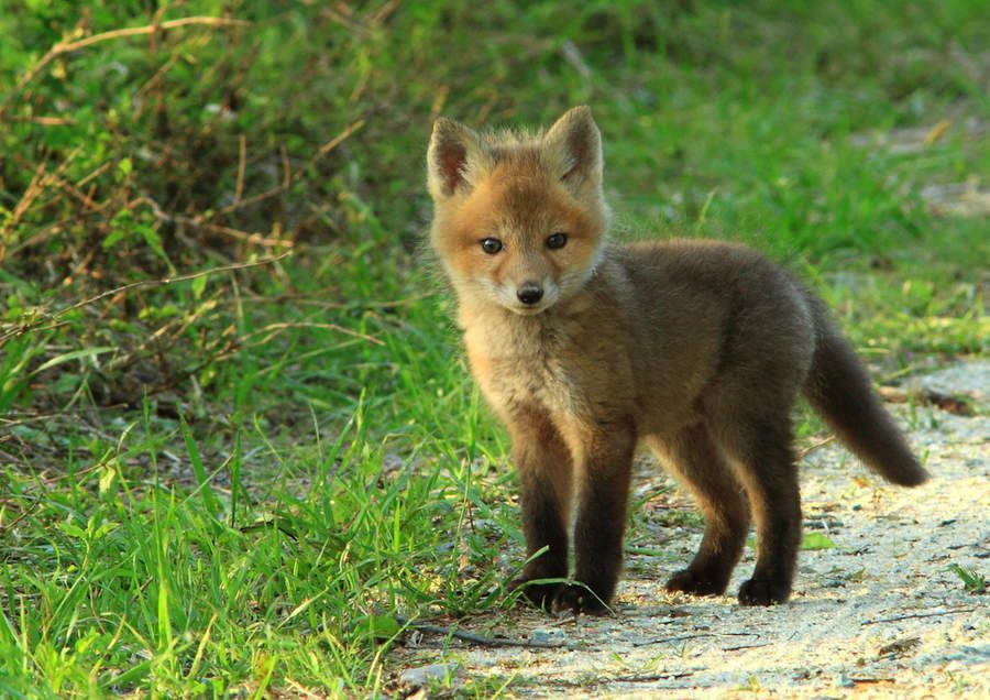 Baby fox to brighten your day - meme