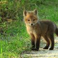 Baby fox to brighten your day