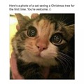 Wholesome cat seeing a Christmas tree for the first time