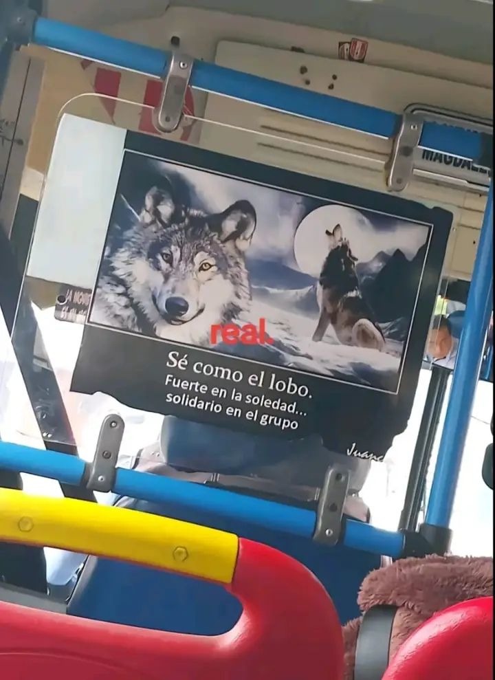Se lobo - meme