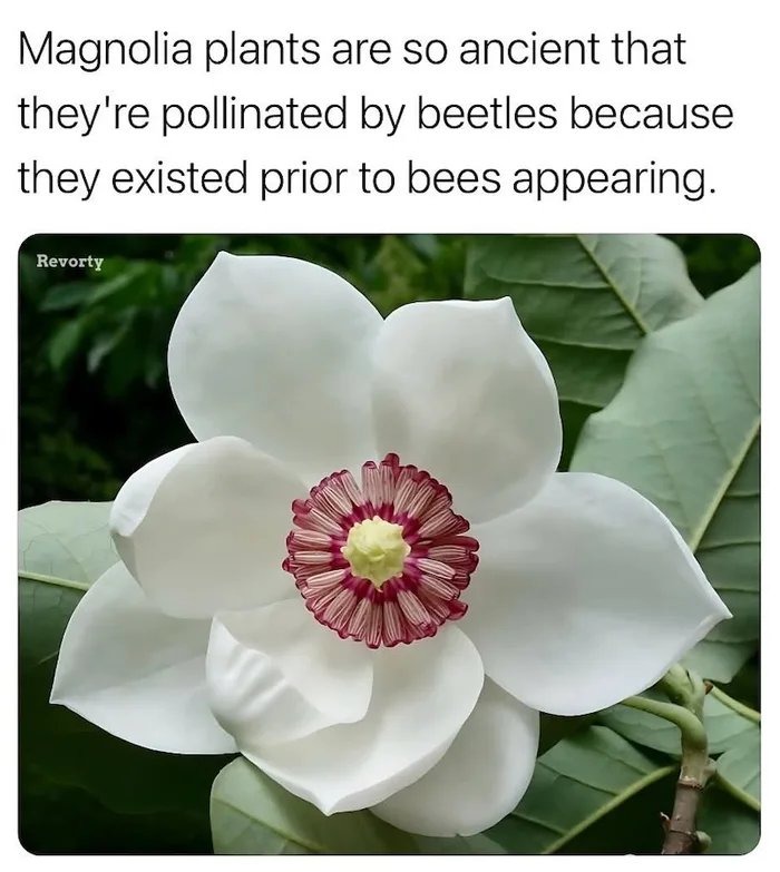 ﻿Magnolia plants are so ancient that they’re pollinated by beetles because existed prior to bees appearing: Revorty they