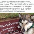 Pobre perro