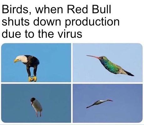 Birds after Red Bull shutds down production due to the virus - meme