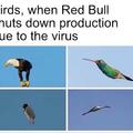 Birds after Red Bull shutds down production due to the virus