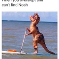 Looking for Noah