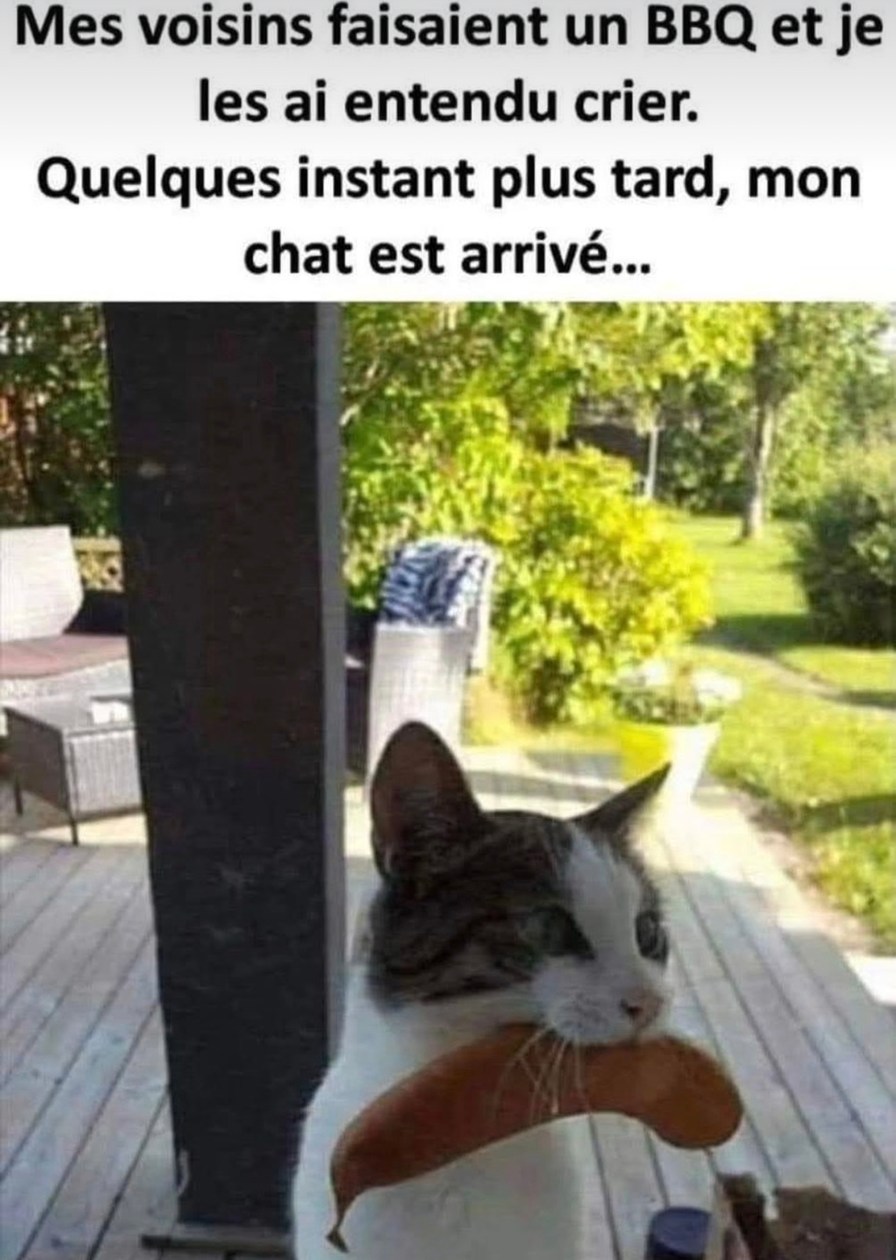 J’ai entendu crier au BBQ, puis mon chat est revenu… en mode steak - meme