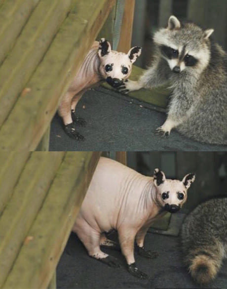 Raccoon with no hair - meme