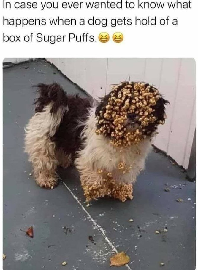 Poor pup - meme