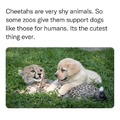 Cheeto and doggo